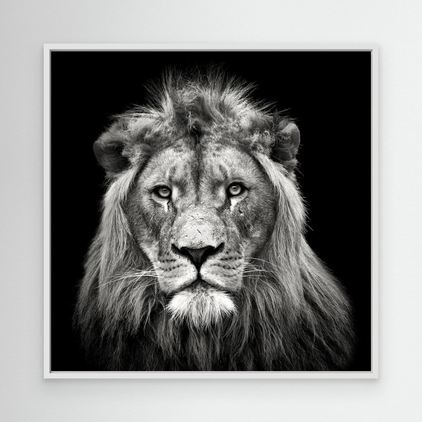 Young Male Lion by Christian Meermann