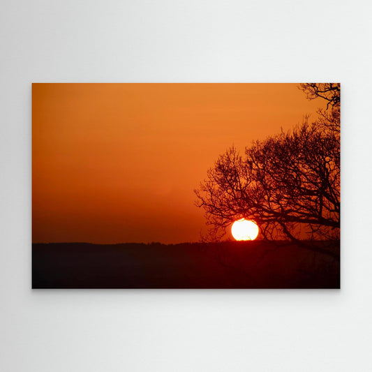 The Tree That Ate the Sun