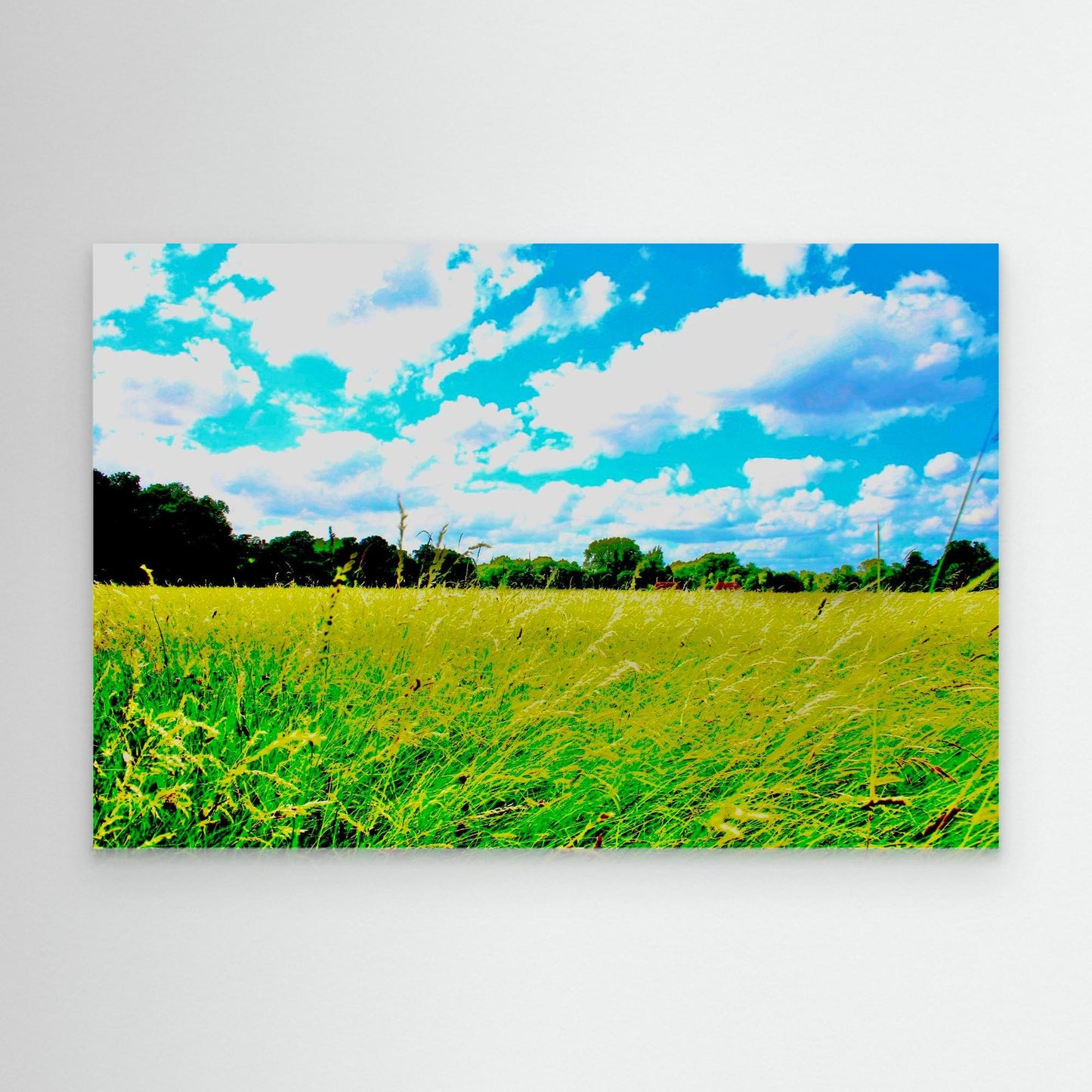 Through the Long Grass by Roger Cane