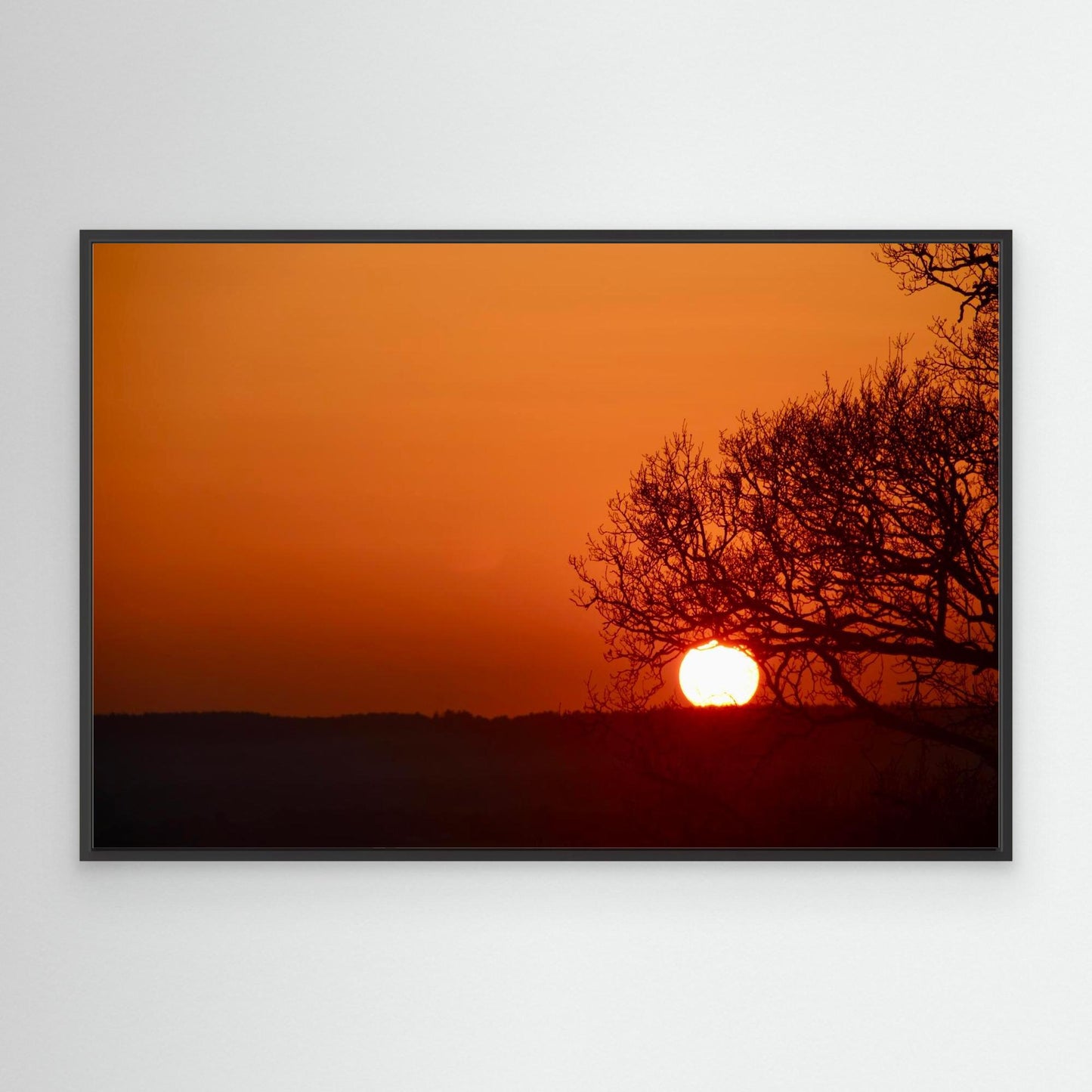 The Tree That Ate the Sun