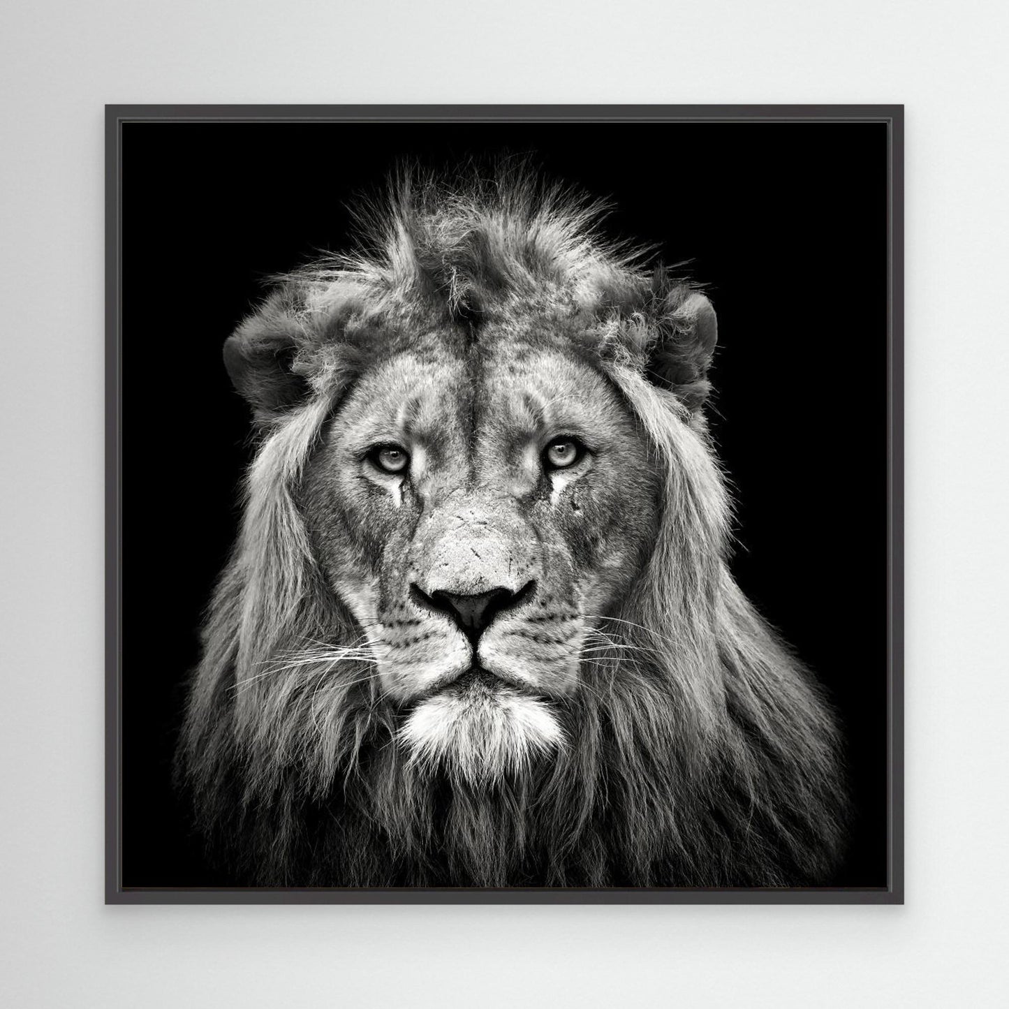Young Male Lion by Christian Meermann