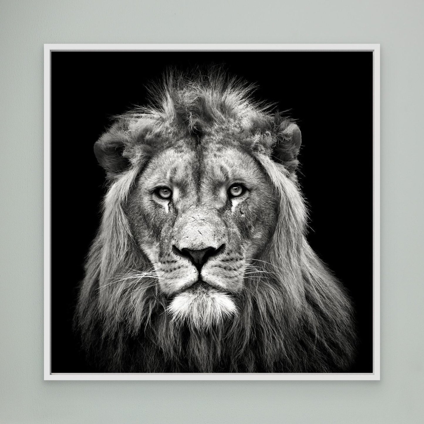 Young Male Lion by Christian Meermann