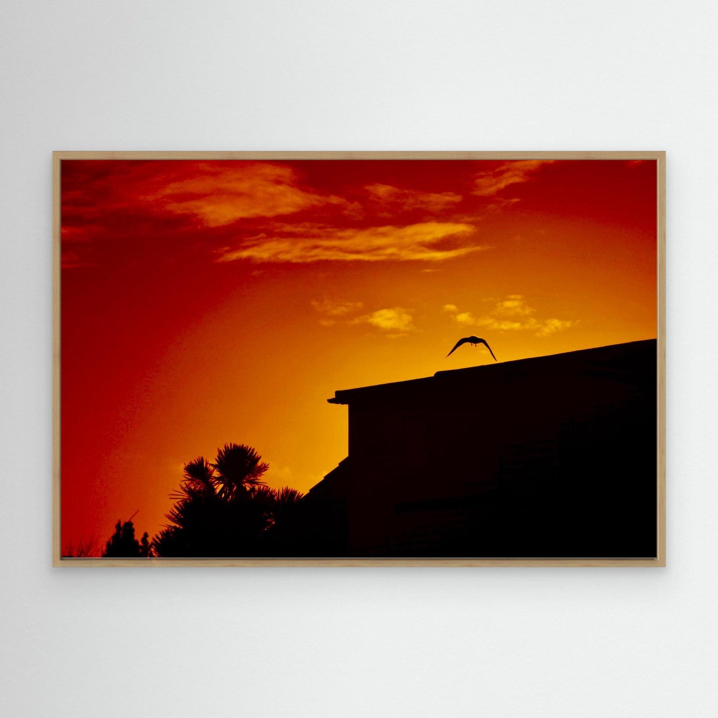 Last Light, First Wing
