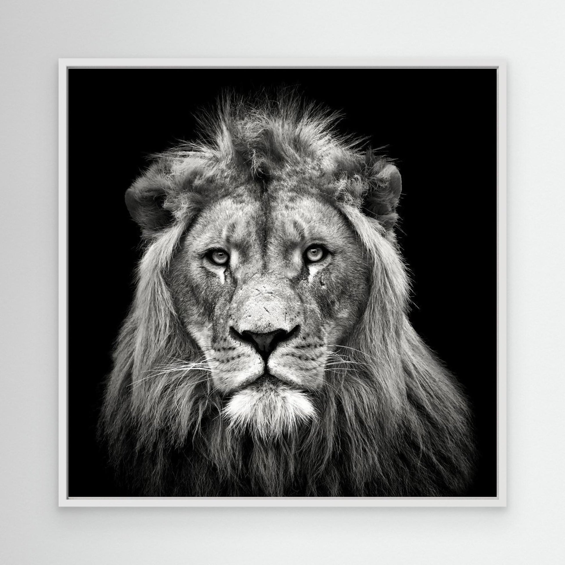 Young Male Lion by Christian Meermann