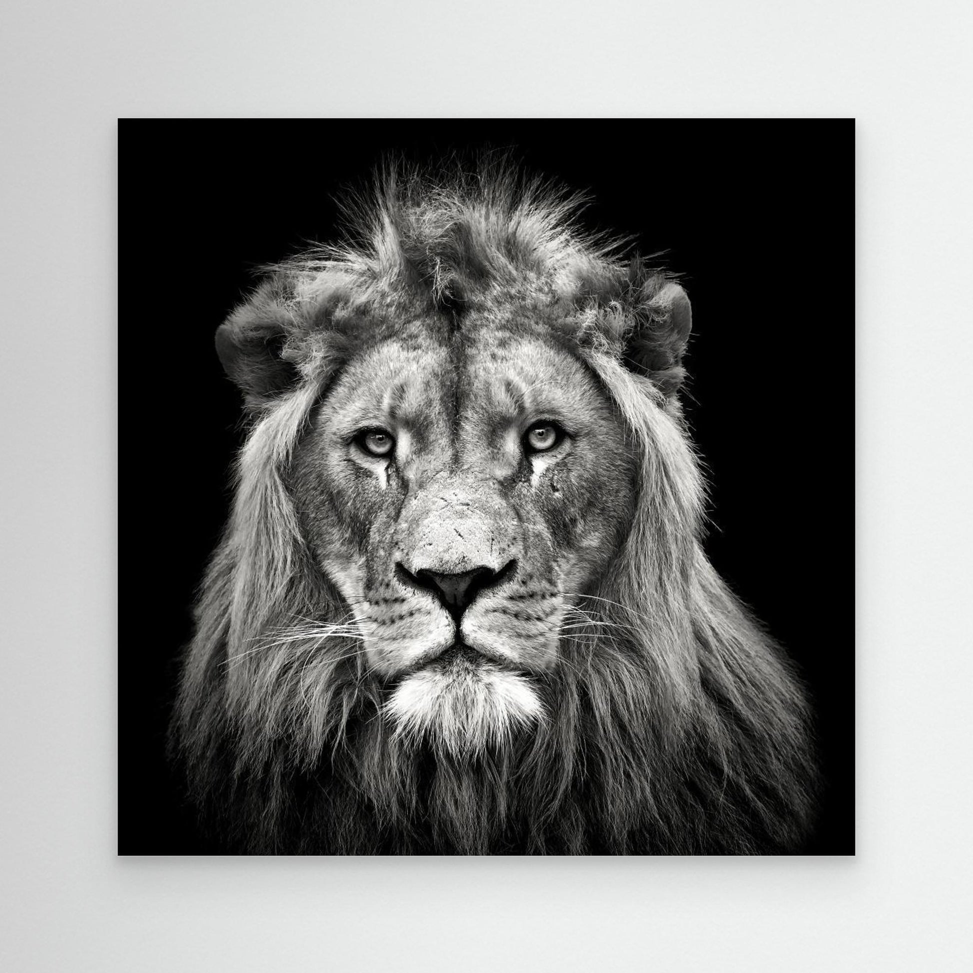 Young Male Lion by Christian Meermann