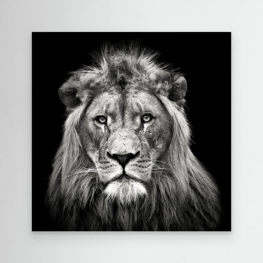 Young Male Lion by Christian Meermann