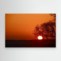 The Tree That Ate the Sun