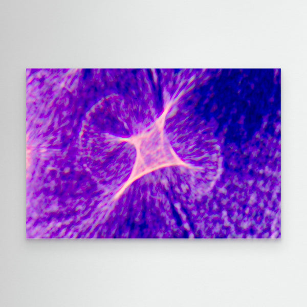 Purple Haze