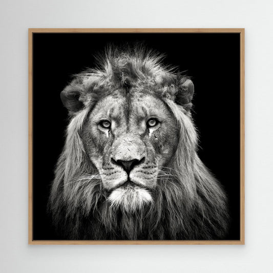 Young Male Lion by Christian Meermann