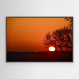 The Tree That Ate the Sun