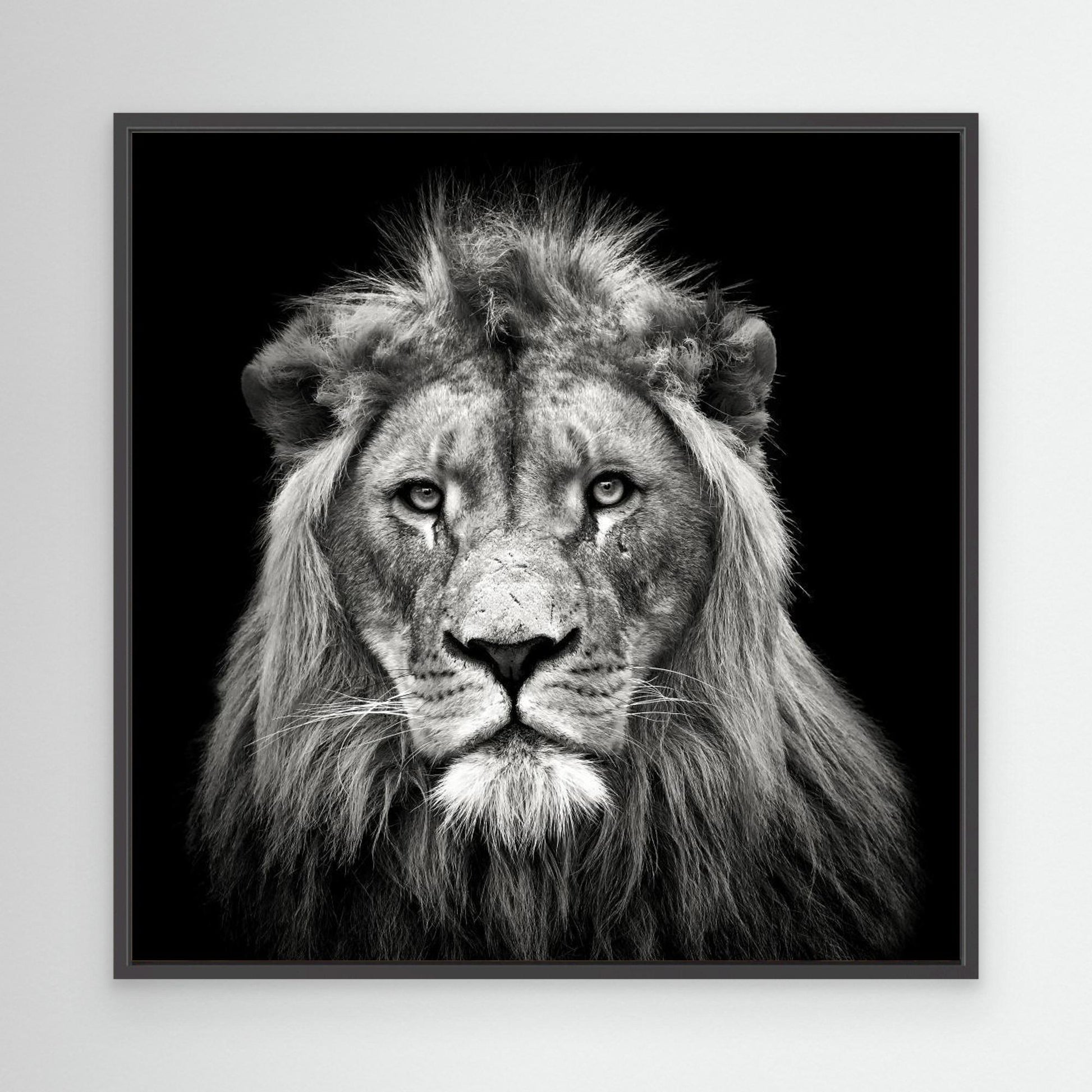 Young Male Lion by Christian Meermann