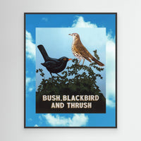 Bush, Blackbird and Thrush