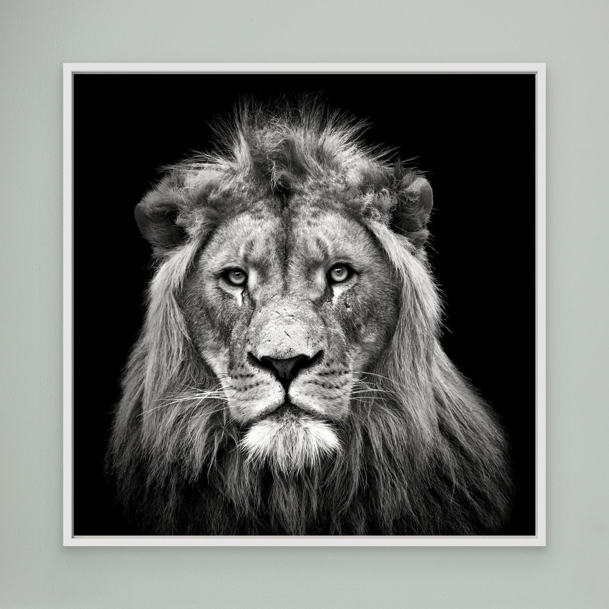 Young Male Lion by Christian Meermann
